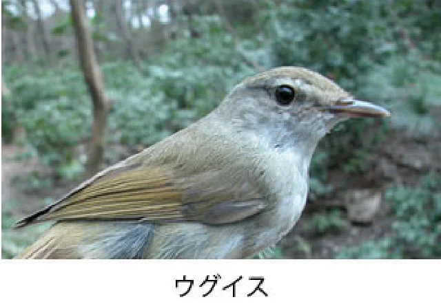 ウグイス