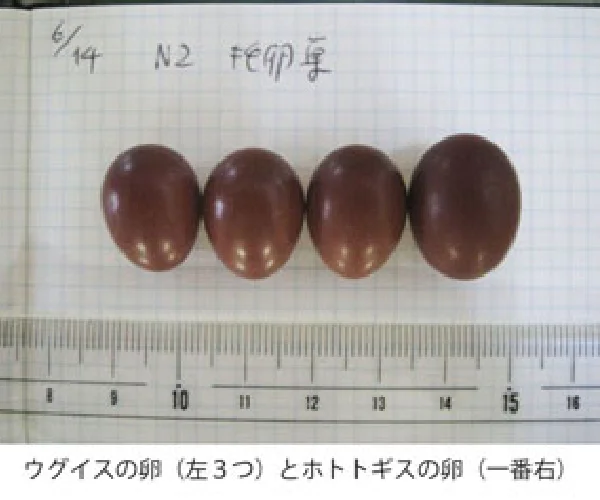 ウグイスとホトトギスの卵