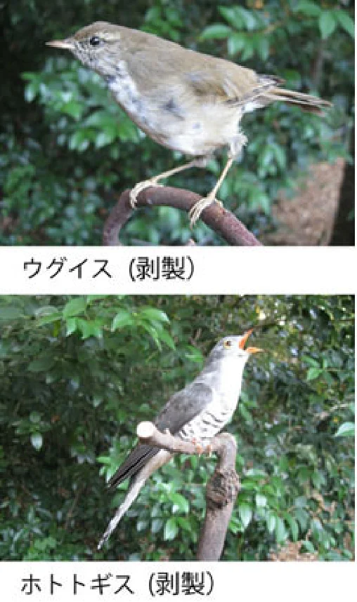 ウグイスとホトトギス