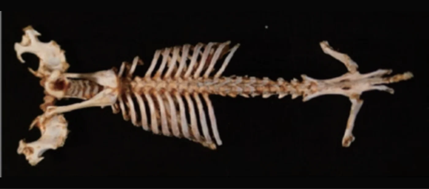 モグラ_骨格標本