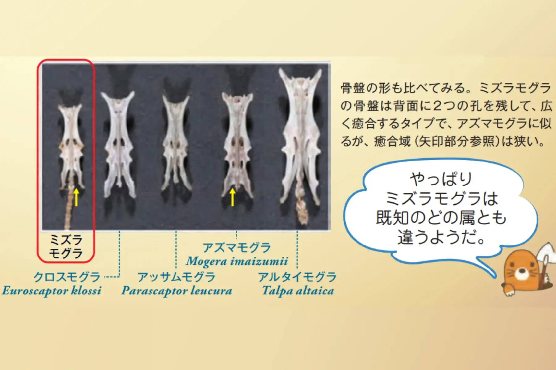 モグラ_骨盤の違い