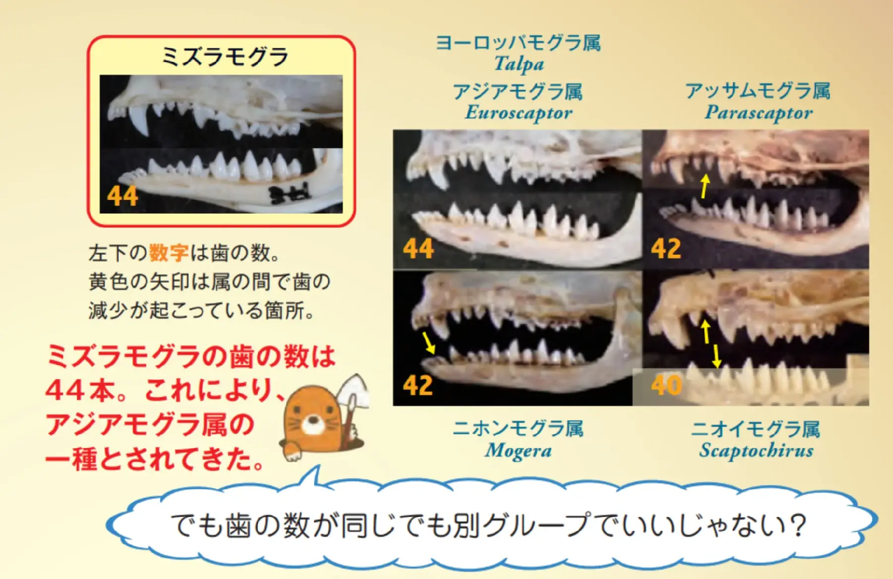 モグラ_歯の違い
