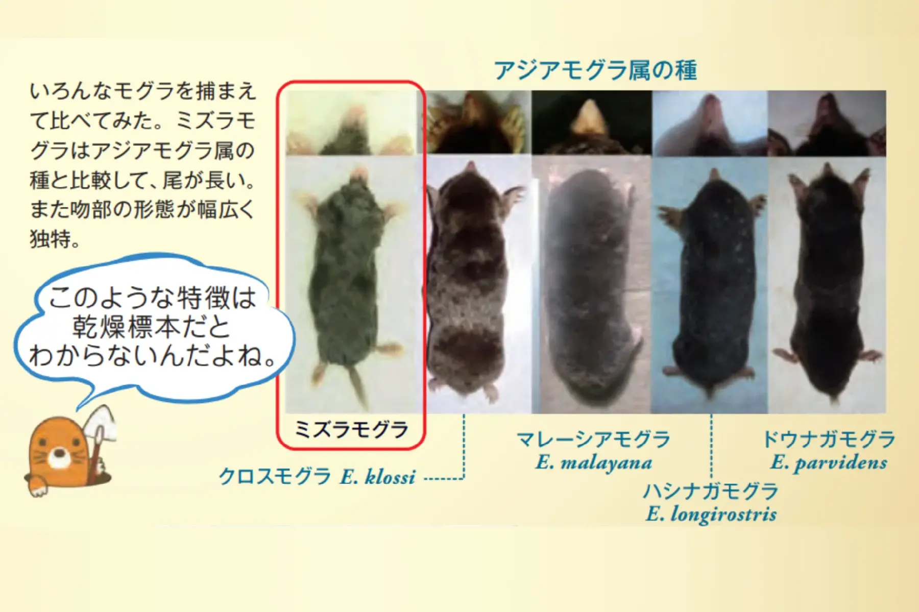 アジアモグラの種