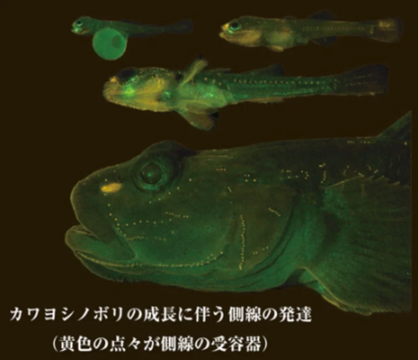 カワヨシノボリ_側線