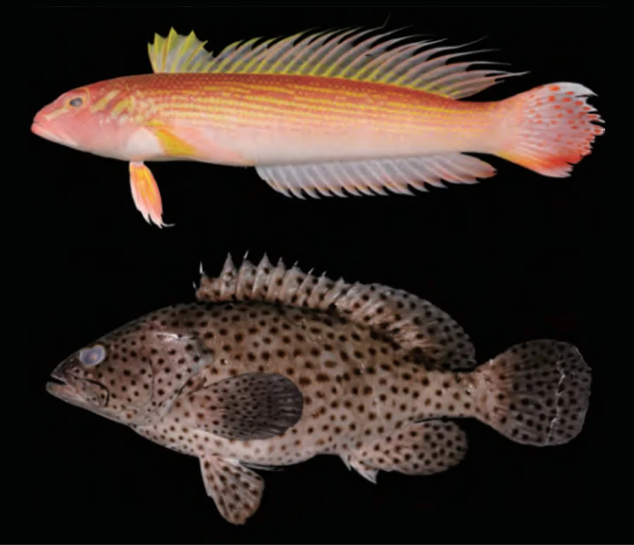 ワニトラギス_ホシヒレクロハタ