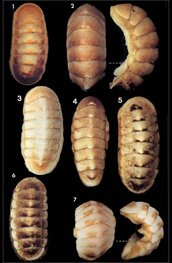 駿河湾_ヒザラガイ類
