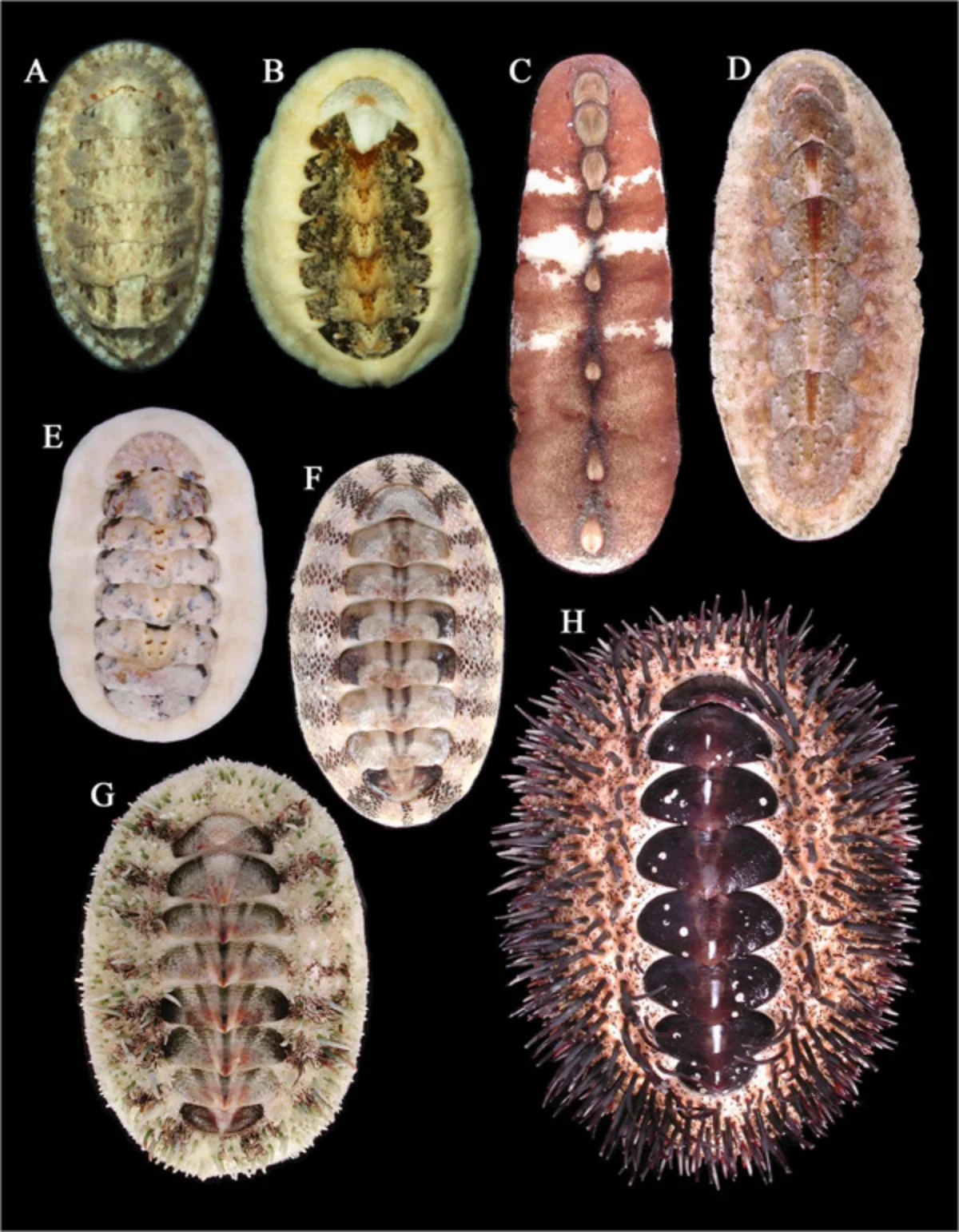 ミンドロ島_ヒザラガイ類