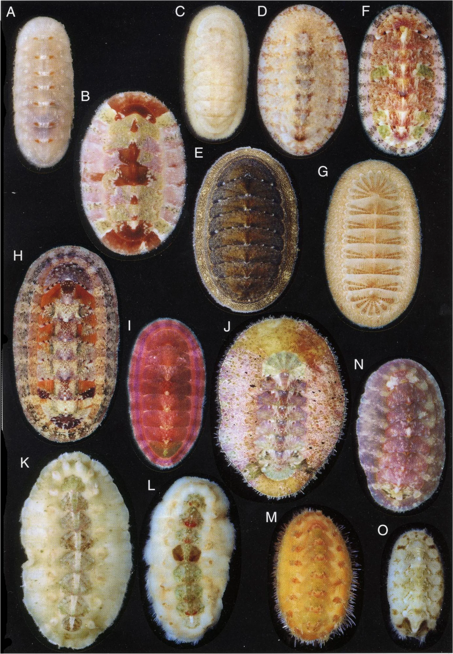 浅瀬のヒザラガイ類