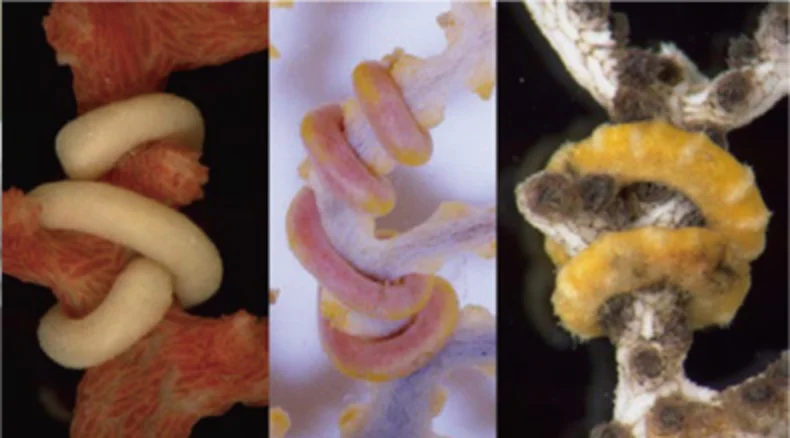 カセミミズの仲間