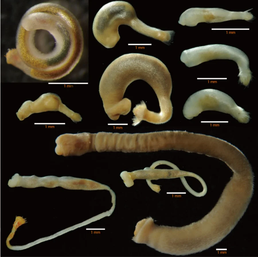 ケハダウミヒモのなかま