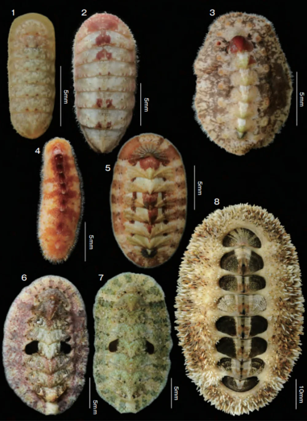 南西諸島のヒザラガイ類
