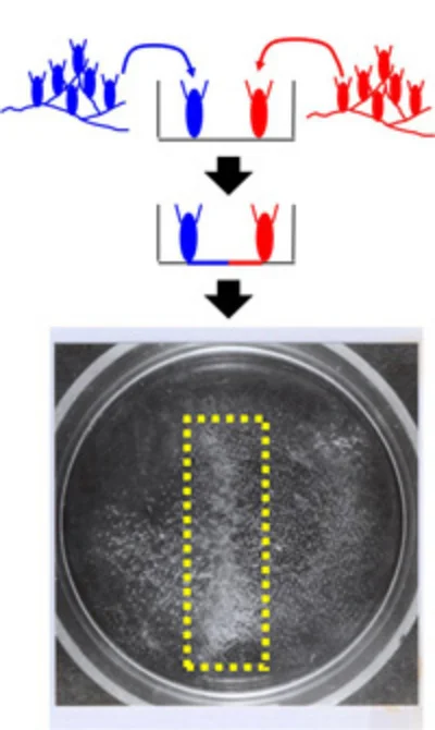 アミネウミヒドラ_図