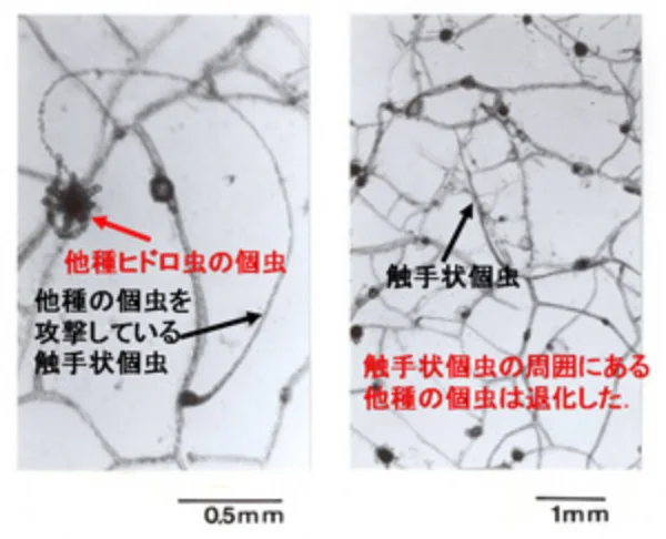 アミネウミヒドラ属_写真