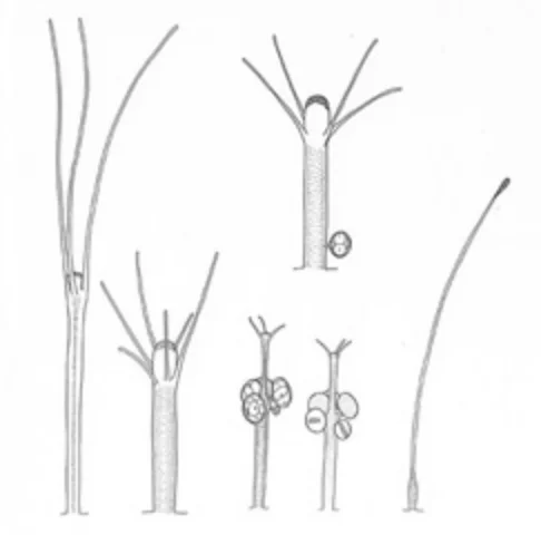 アミネウミヒドラ属の分業する個虫