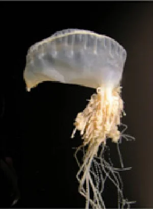 カツオノエボシ