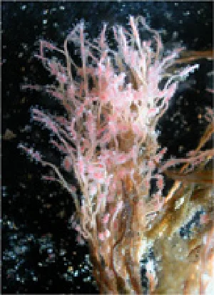 タマウミヒドラ