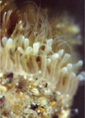 ニンギョウヒドラ