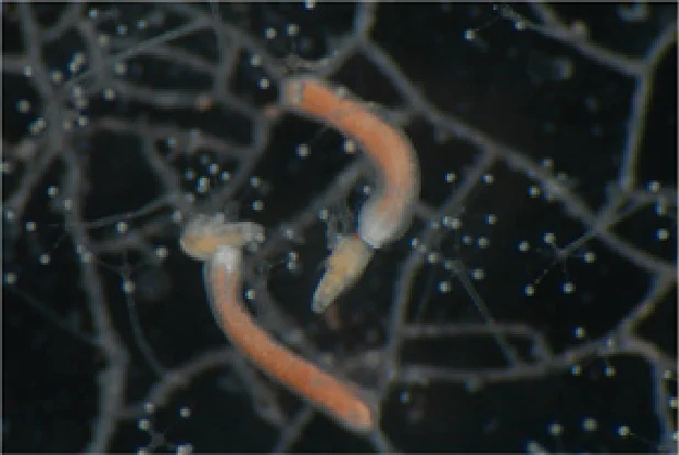 ハナヤギウミヒドラ