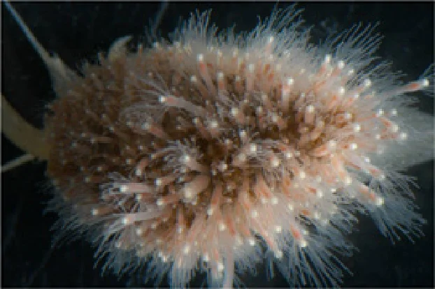 腹足類キヌボラの貝殻上に生息するミサキアミネウミヒドラ