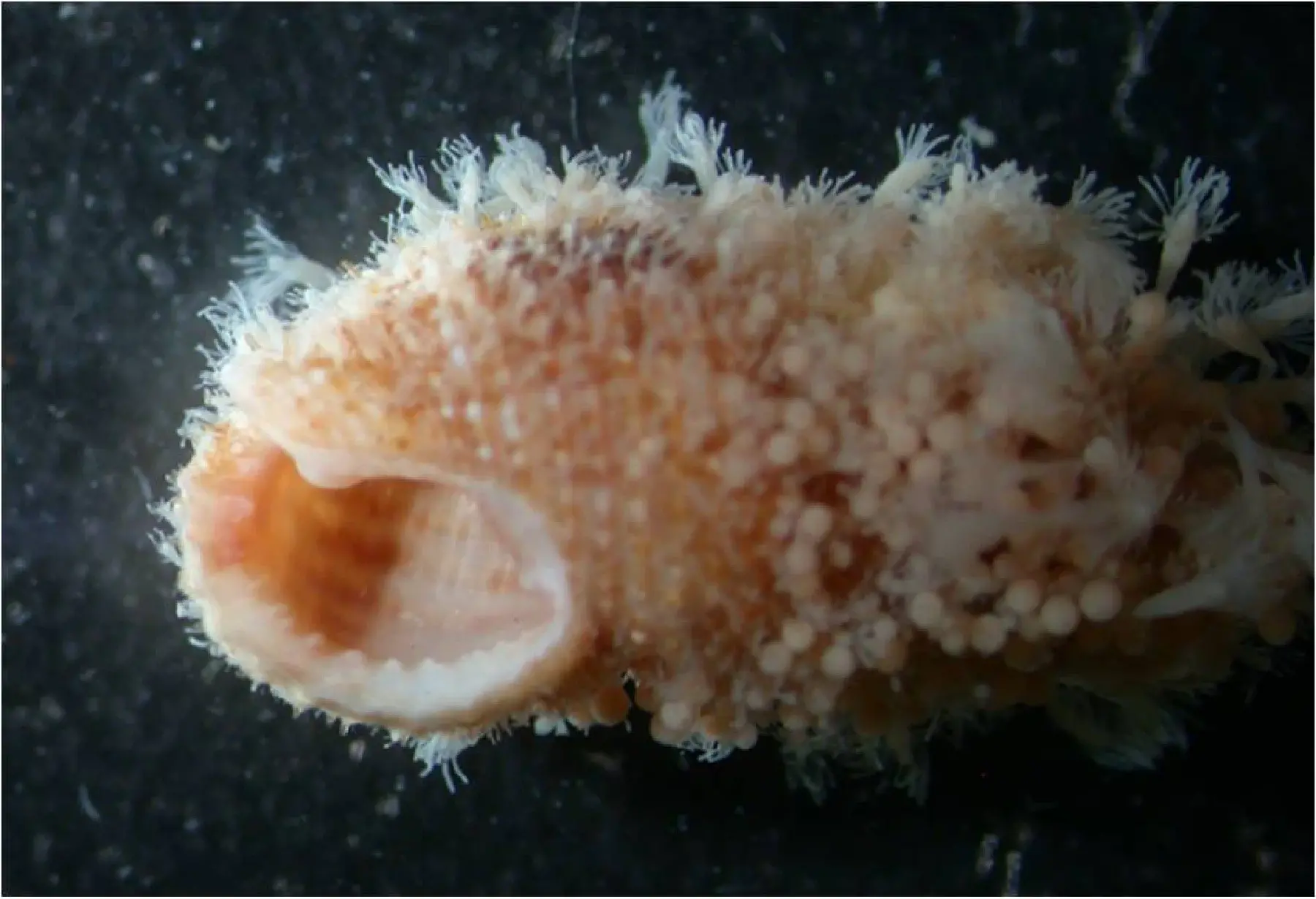 生きているキヌボラ貝殻上の群体