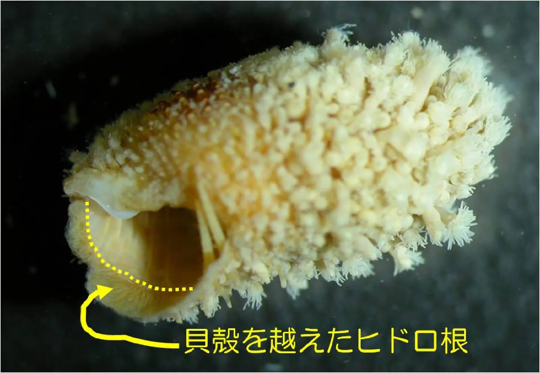 ヤドカリが棲む貝殻上の群体