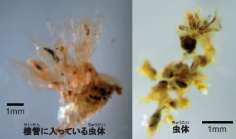 フサカツギ_固定標本