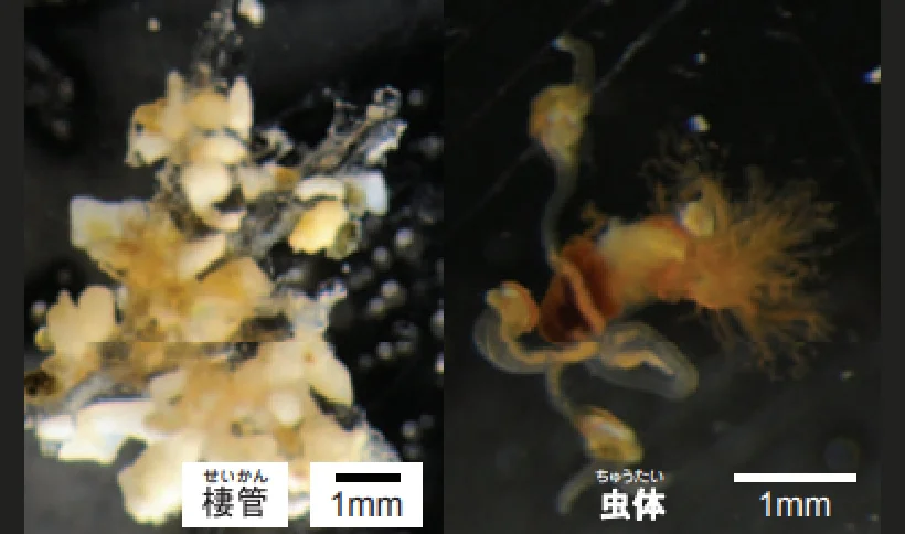 フサカツギ_生体標本