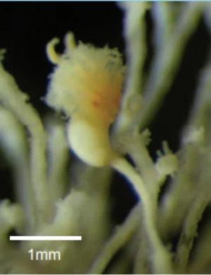 エノコロフサカツギ