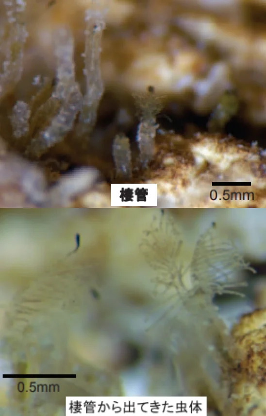 エラナシフサカツギ属の一種