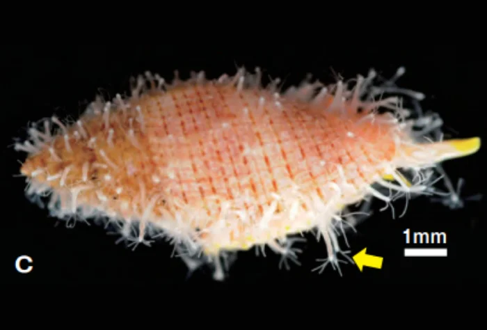 エボシタマクラゲ