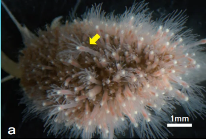 ミサキアミネウミヒドラ