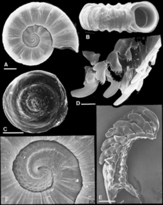 ミジンワダチガイ