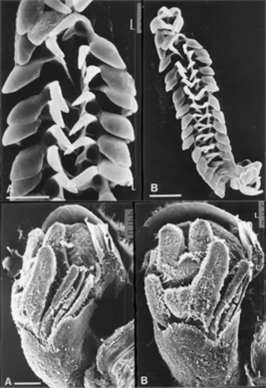 ラロケラ属新種候補