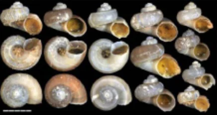 ハズレシタダミ