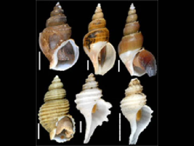 東北沖を模式産地とする深海性巻貝類