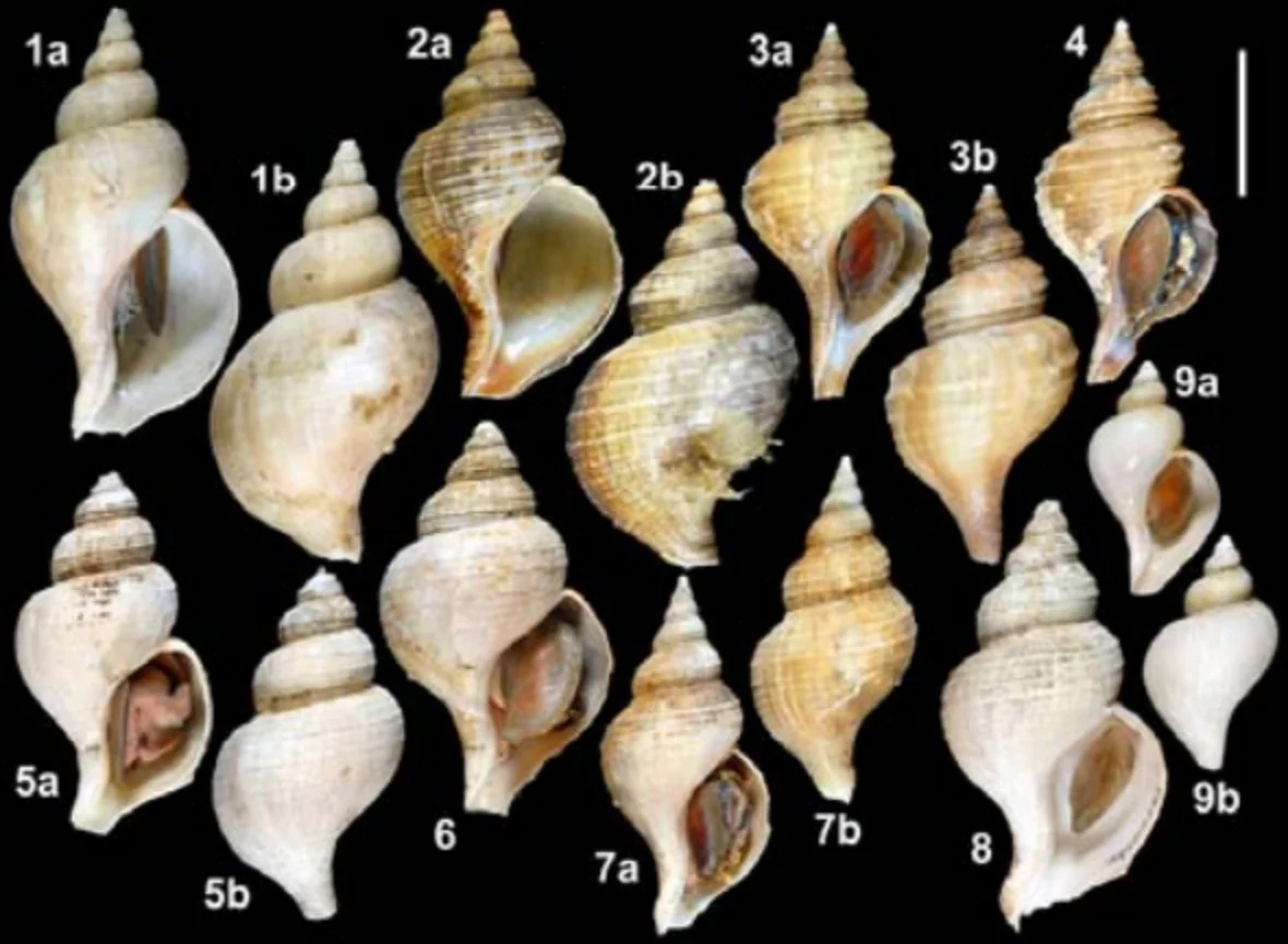 東北の上部沖漸深海帯に出現するエゾボラ属