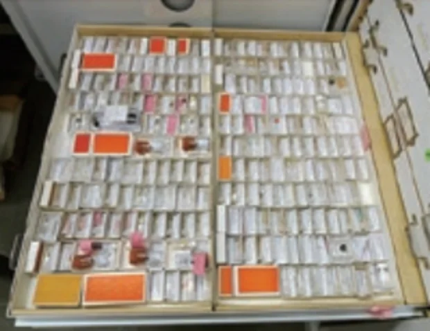 タイプ標本_収納