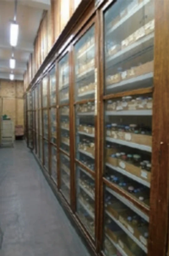 ロシア科学アカデミー動物学研究所_コレクション