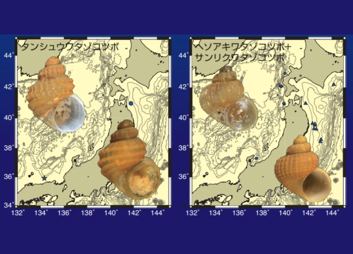 日本海と太平洋での遺伝的隔離