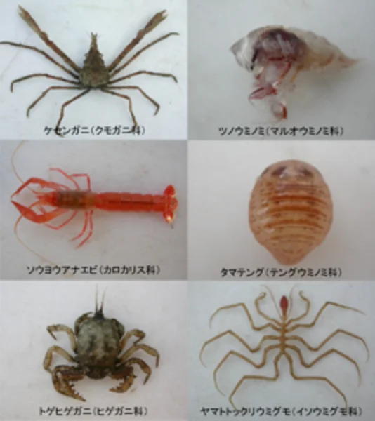 新種_甲殻類_6種