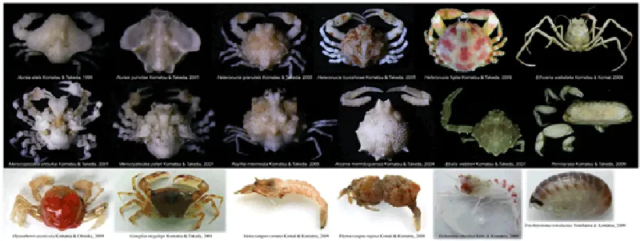 一寸の蟹にも五分の魂 | 国立科学博物館 National Museum of Nature