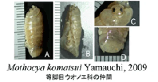 Mothocya komatsu yamaushi_2009