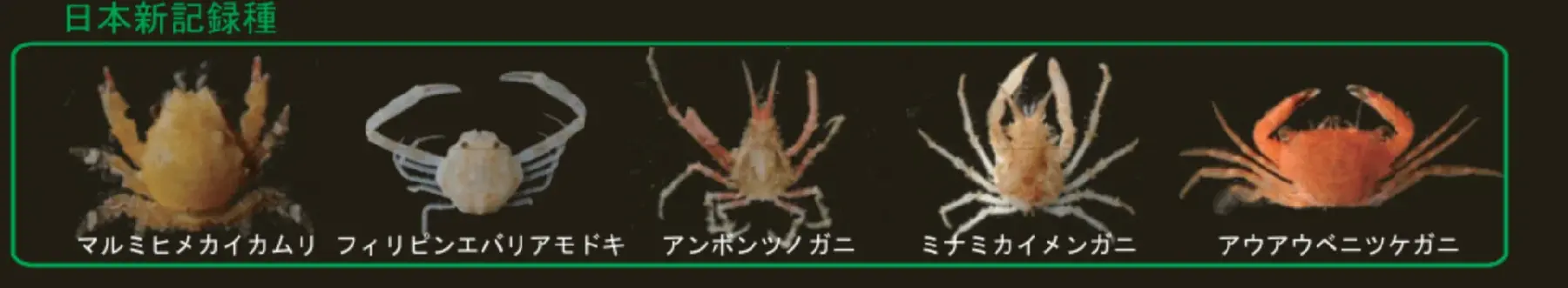 小笠原_日本新記録種