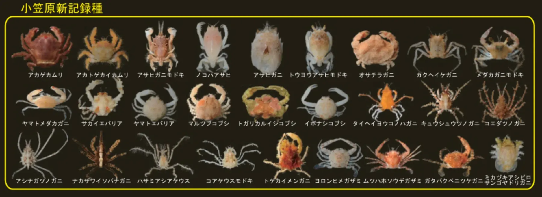 小笠原_新記録種