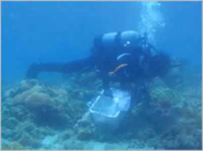 ダイビング_調査