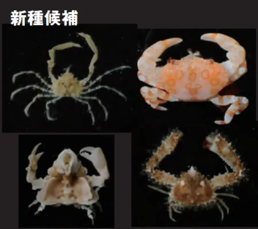 深海に甲殻類を求めて | 国立科学博物館 National Museum of Nature