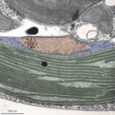 クリプト藻類の透過型電