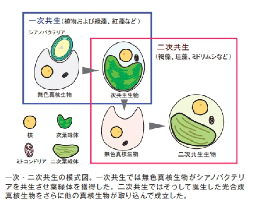 一次・二次共生の模式図