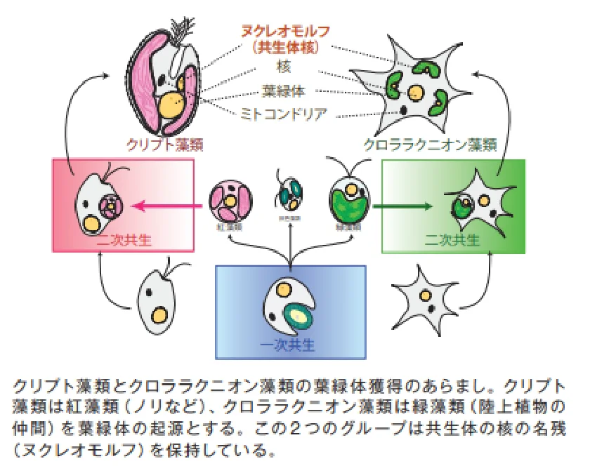 葉緑体獲得のあらまし