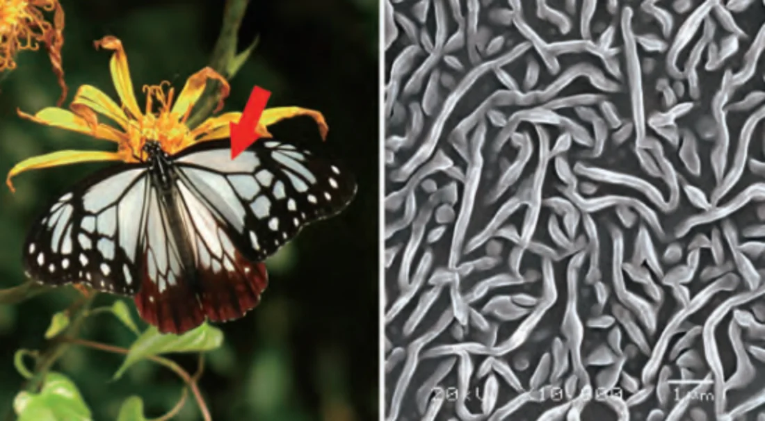 アサギマダラの成虫と翅膜面